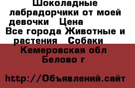 Шоколадные лабрадорчики от моей девочки › Цена ­ 25 000 - Все города Животные и растения » Собаки   . Кемеровская обл.,Белово г.